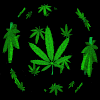 maconhadoido
