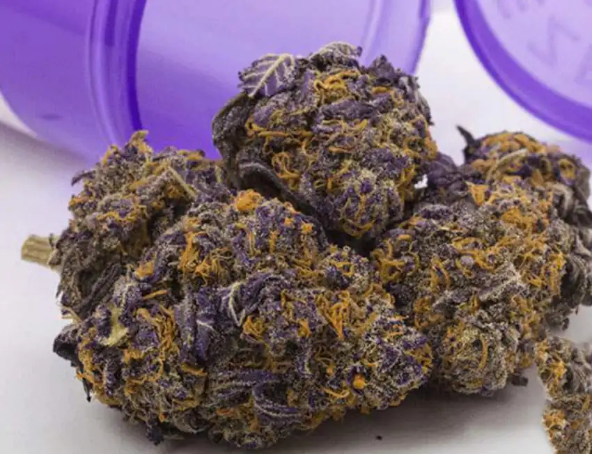 purplehaze